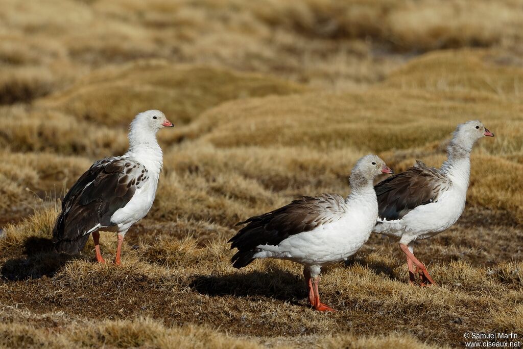 Andean Gooseadult