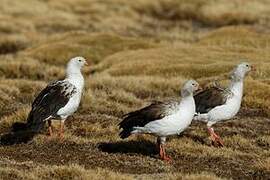 Andean Goose