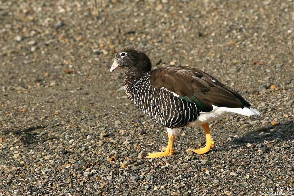 Kelp Goose female adult