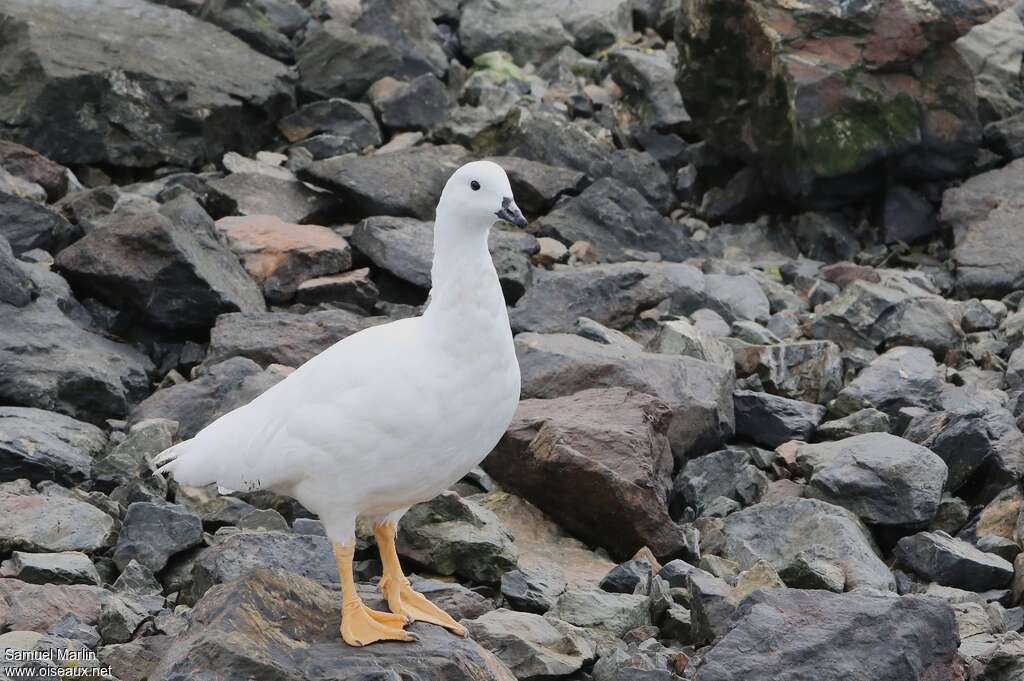 Kelp Goose male adult breeding, identification