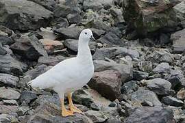 Kelp Goose