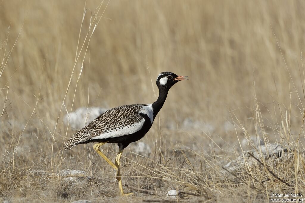 Northern Black Korhaan male adult