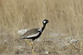 Northern Black Korhaan