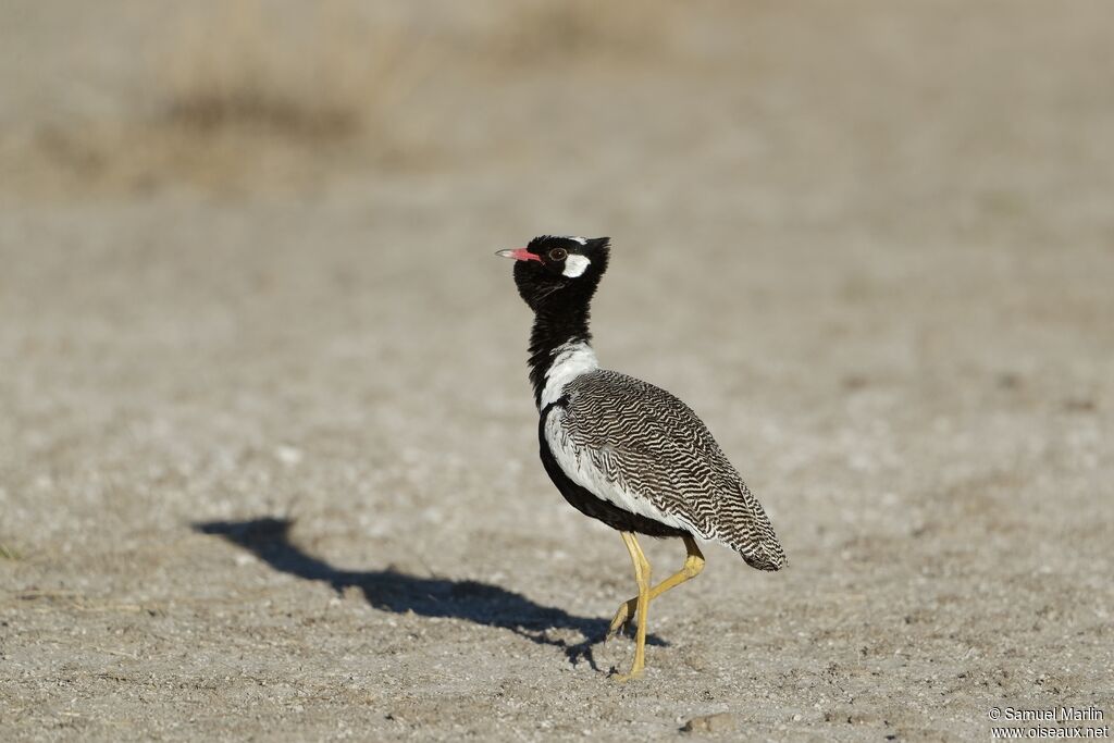 Northern Black Korhaan male adult, courting display