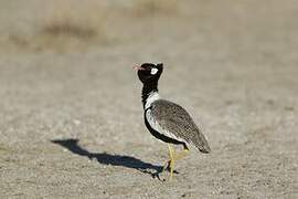 Northern Black Korhaan