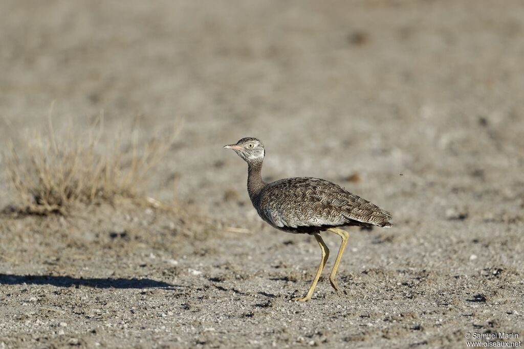 Northern Black Korhaan female adult