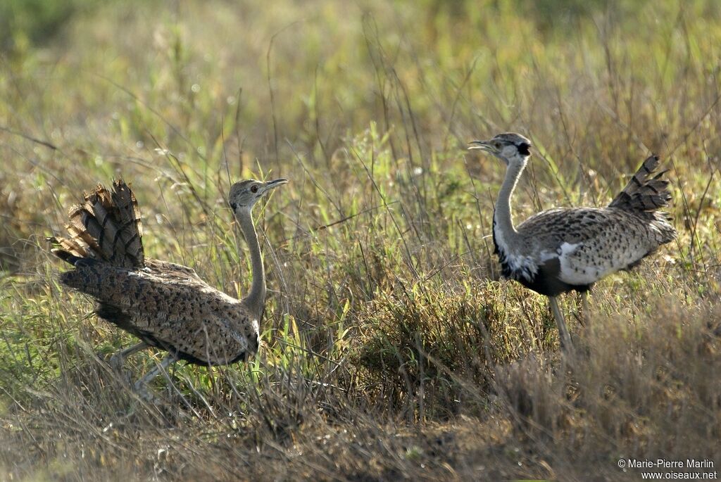 Black-bellied Bustardadult breeding