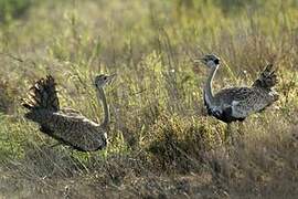 Black-bellied Bustard