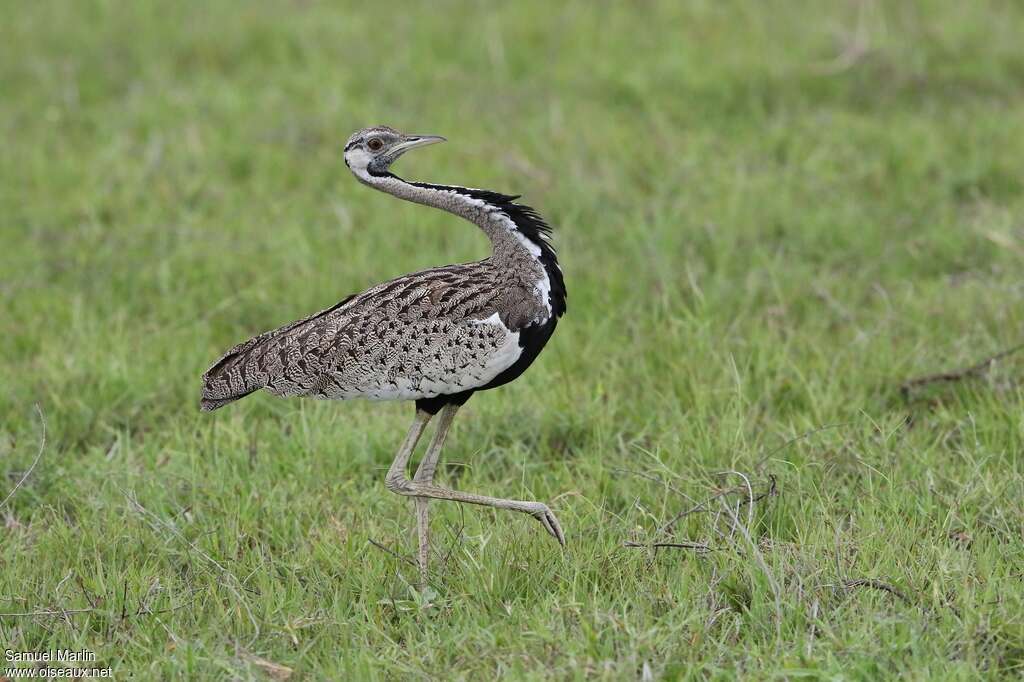 Black-bellied Bustard male adult, walking