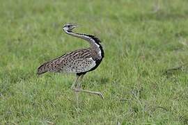 Black-bellied Bustard