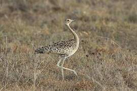 Black-bellied Bustard