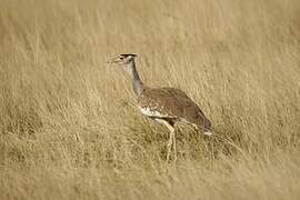 Arabian Bustard