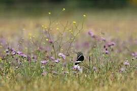 Little Bustard