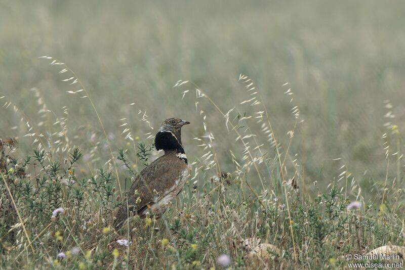 Little Bustard male adult