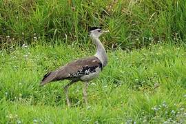 Australian Bustard