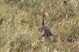 Buff-crested Bustard