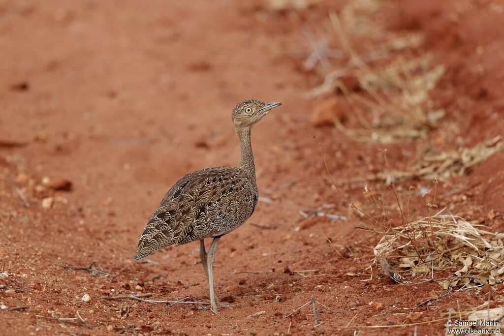 Buff-crested Bustard female adult