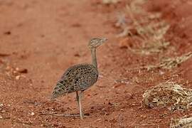 Buff-crested Bustard