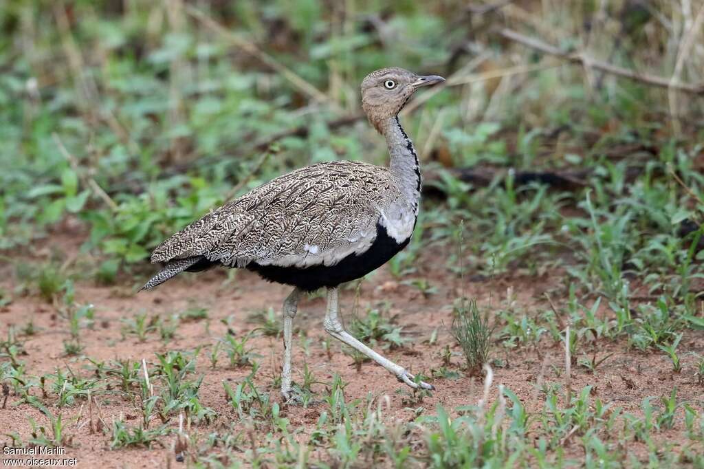 Buff-crested Bustard male adult, identification