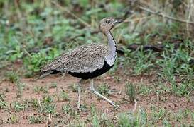 Buff-crested Bustard