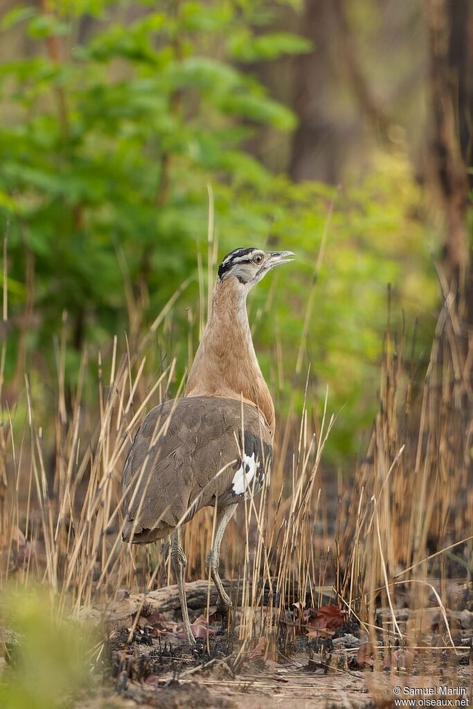 Denham's Bustard female adult