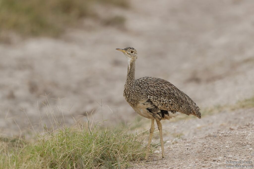 Hartlaub's Bustard female adult