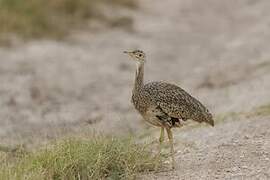 Hartlaub's Bustard