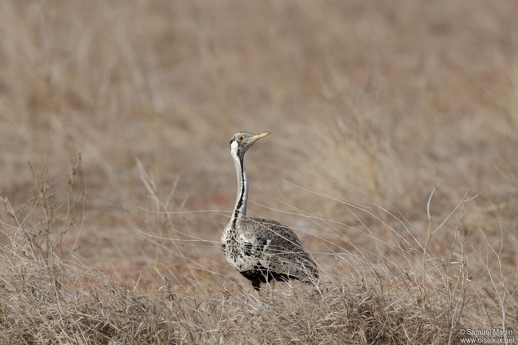 Hartlaub's Bustard male adult