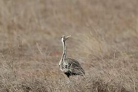 Hartlaub's Bustard