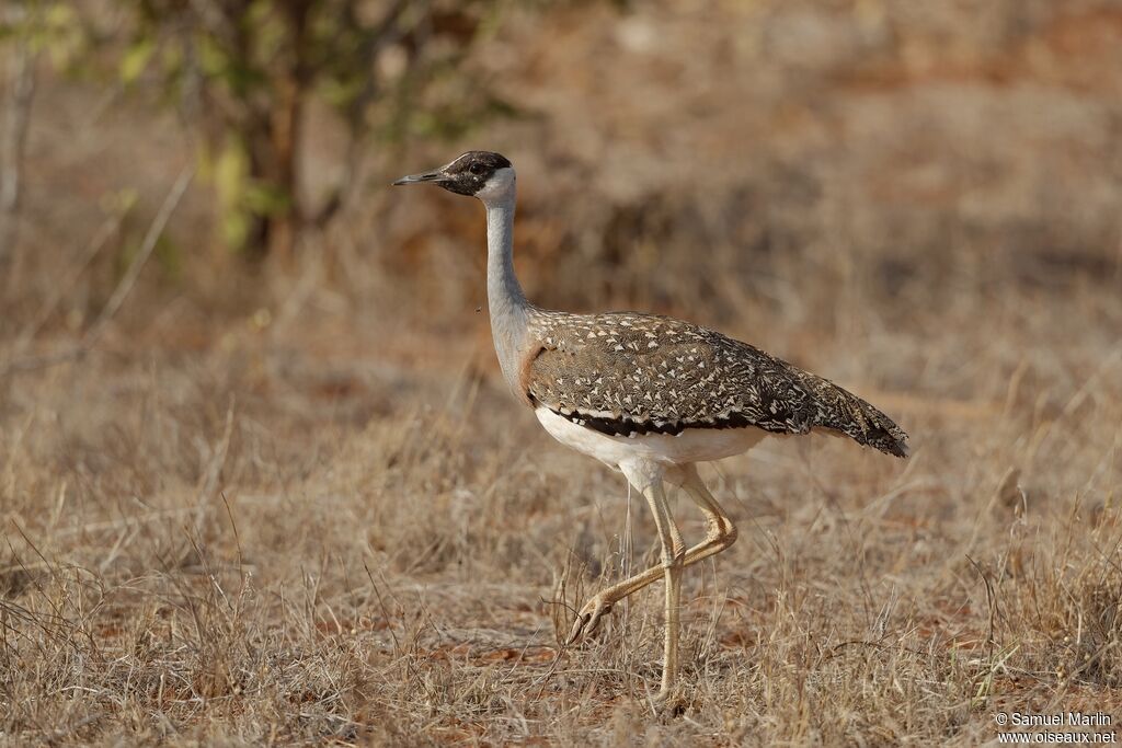 Heuglin's Bustard male adult