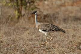 Heuglin's Bustard