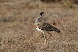 Heuglin's Bustard