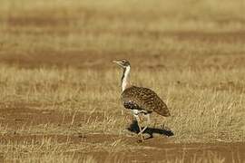 Ludwig's Bustard