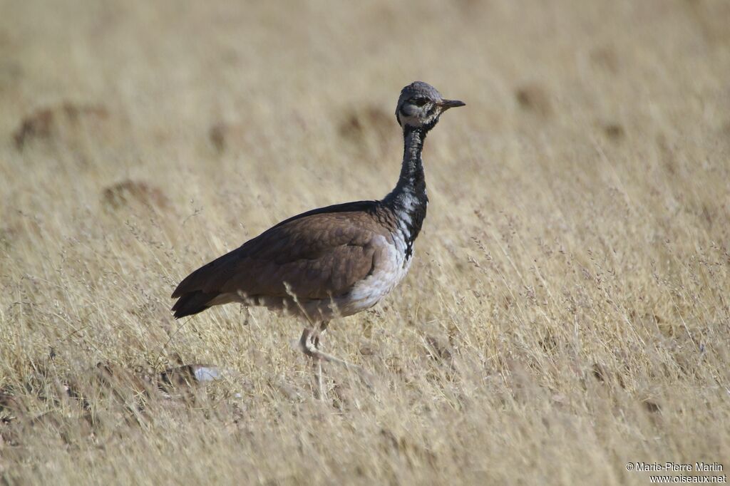 Rüppell's Korhaanadult