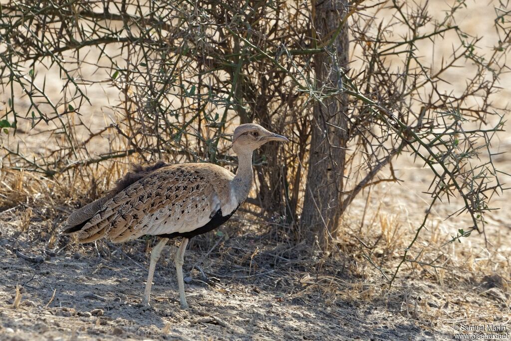 Savile's Bustard male adult