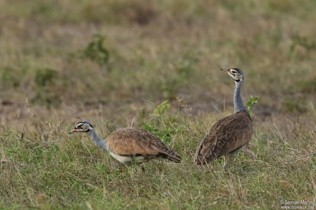 White-bellied Bustardadult