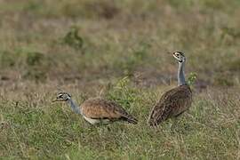 White-bellied Bustard