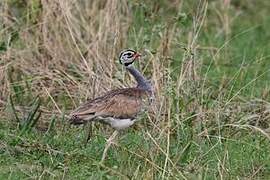 White-bellied Bustard