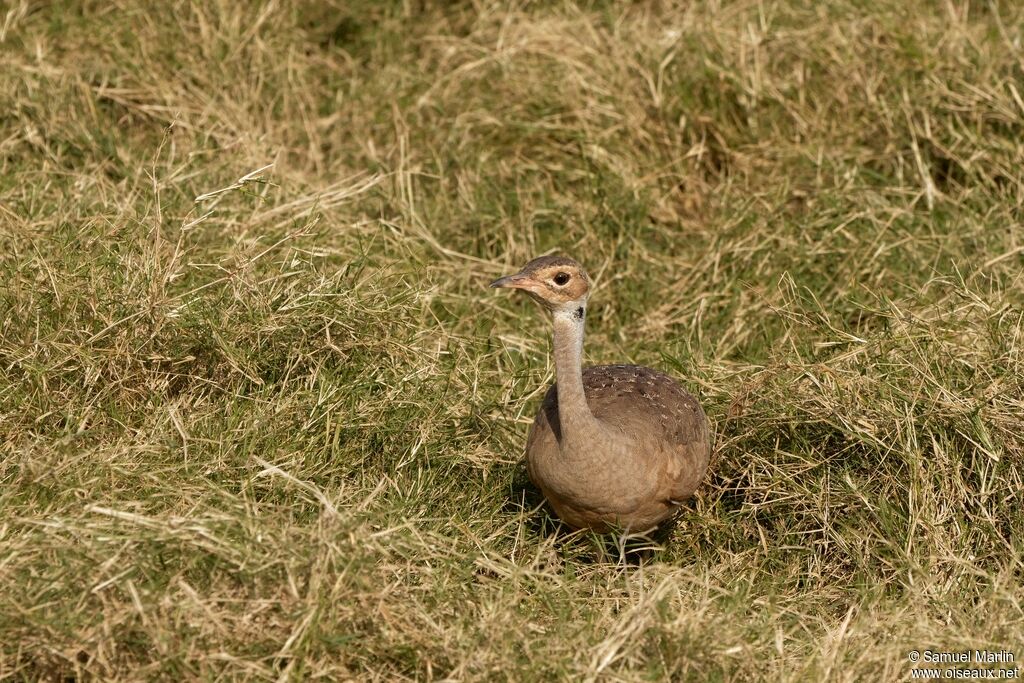 White-bellied Bustard female adult