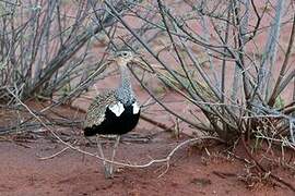 Red-crested Korhaan