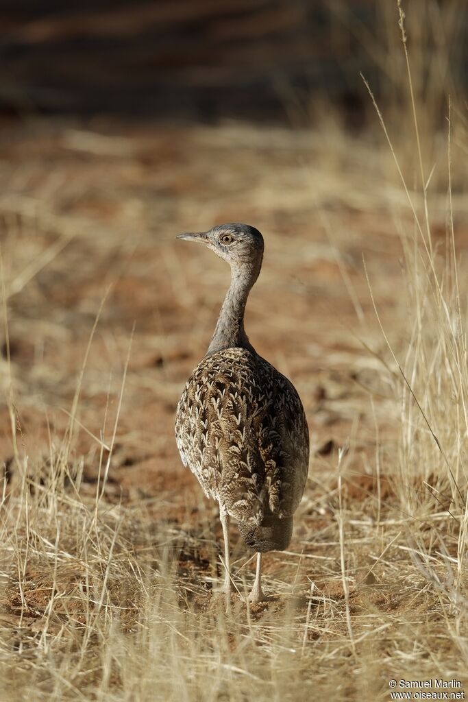 Red-crested Korhaan female adult