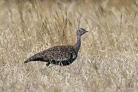 Red-crested Korhaan