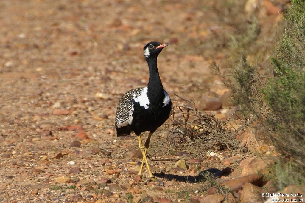 Southern Black Korhaan male adult