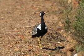 Southern Black Korhaan