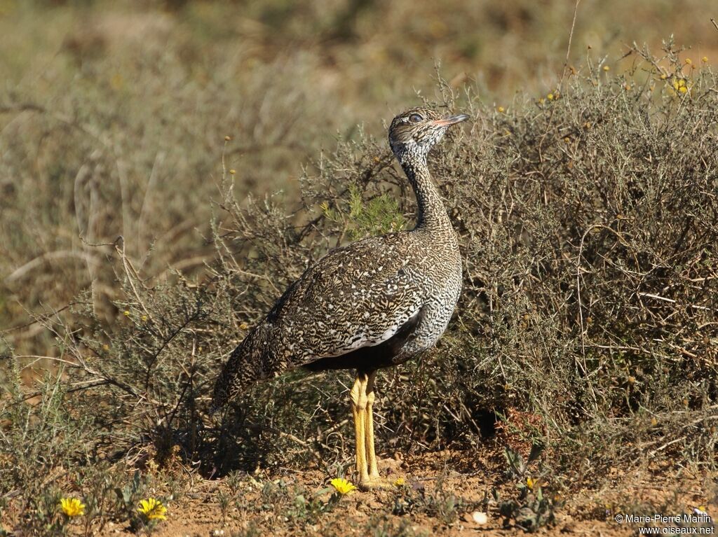 Southern Black Korhaan female adult