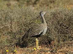 Southern Black Korhaan