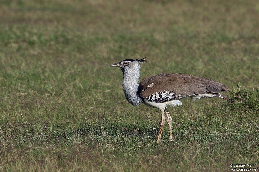 Kori Bustard male adult