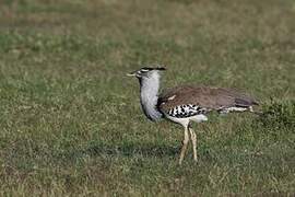 Kori Bustard