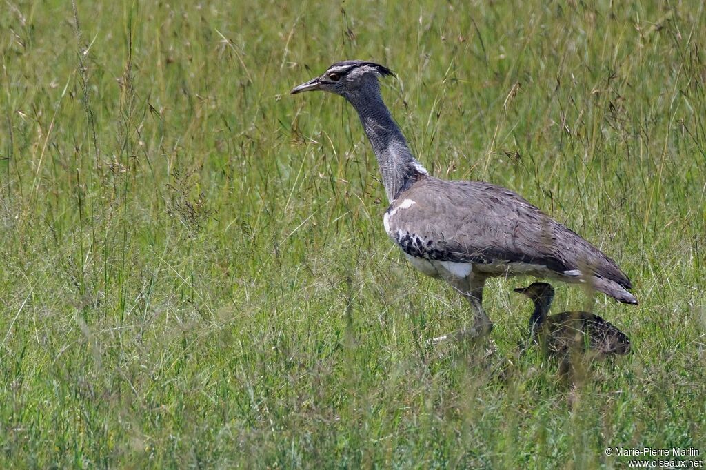 Kori Bustard