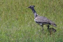 Kori Bustard